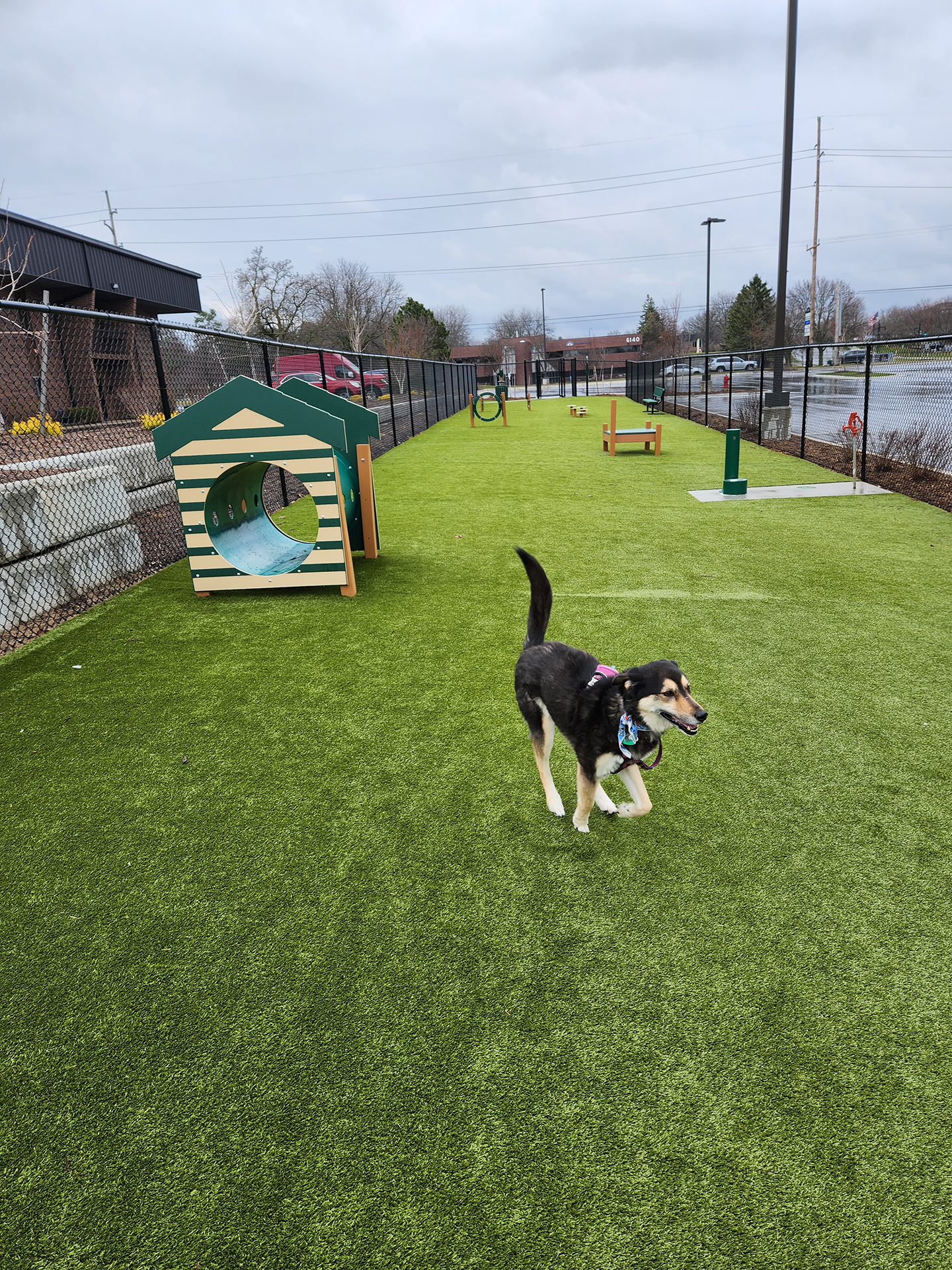 A black and tan dog stands on the artificial turf of a dog park with agility equipment.