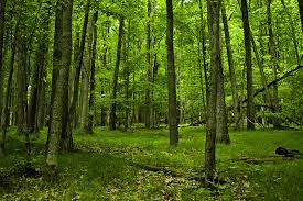 Dense lush green forest with tall deciduous trees and a grassy floor.